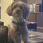 Debbie’s & My Little Boy Santino Corleone Berkwitt A True World Champion